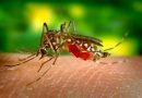 Mosquito-borne diseases has threaten World Mosquito-borne diseases has threaten World