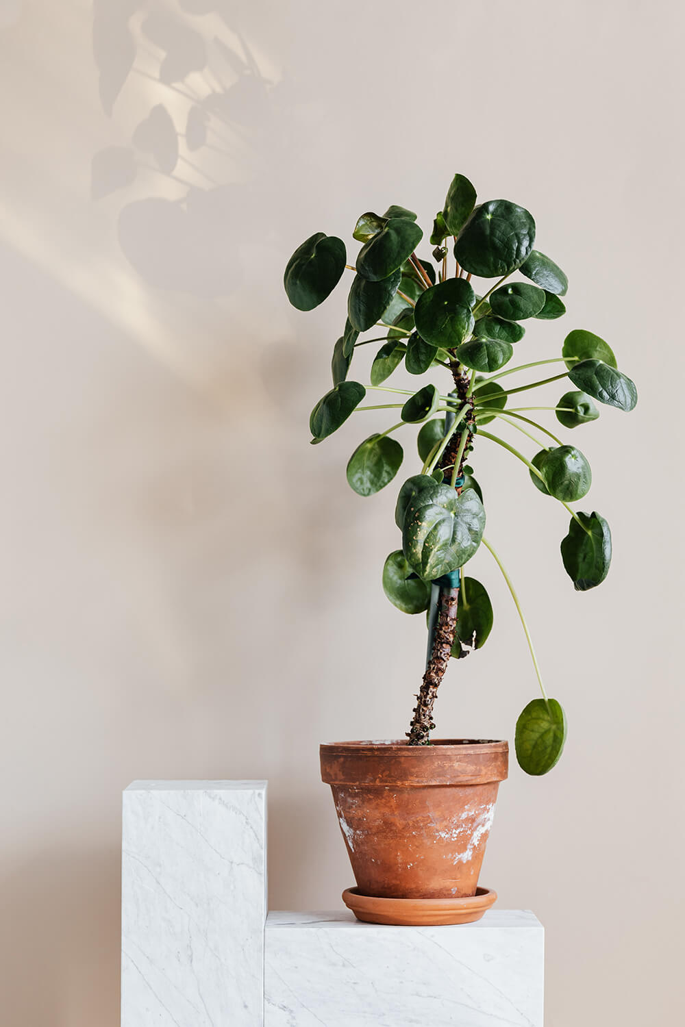 houseplant-in-clay-pot-on-white-table
